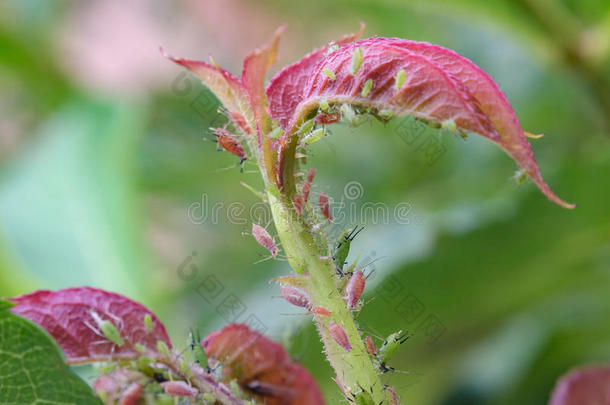 废除消灭蚜虫攻击植物的