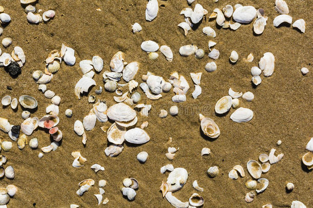 <strong>聚集</strong>体海滩双壳类破碎的海螺
