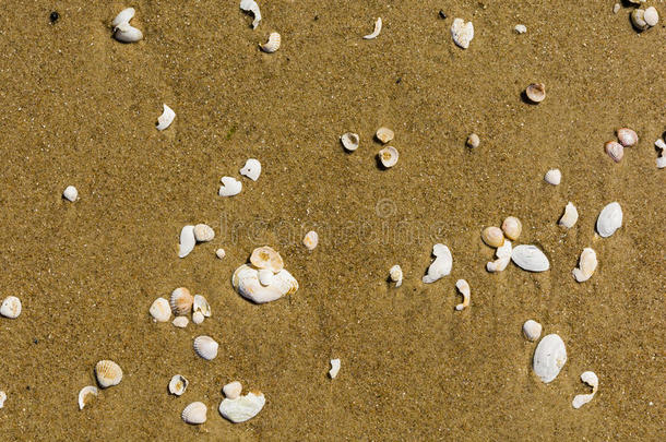 沙子上的贝壳。
