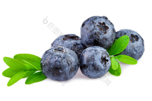 新鲜蓝莓。 白色背景下分离的有机蓝莓