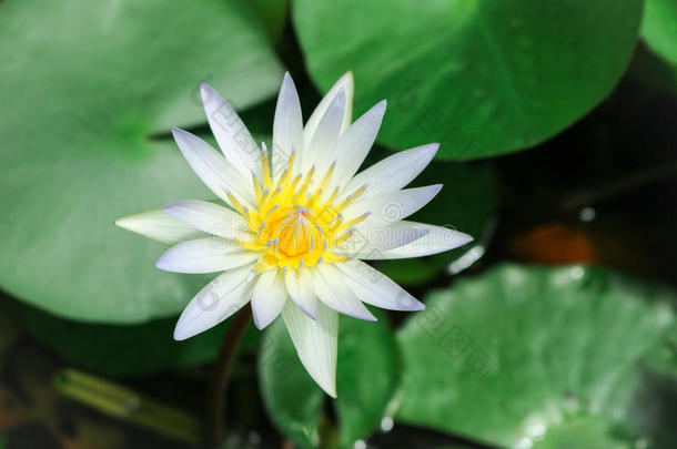 美丽的白莲花盛开在池塘里。