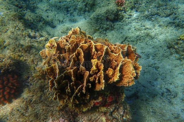 珊瑚海洋植物暗礁热带的