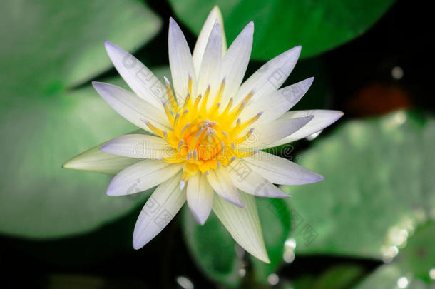 美丽的<strong>白莲花</strong>盛开在池塘里。