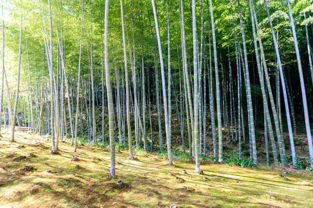 日本竹林，阿拉山