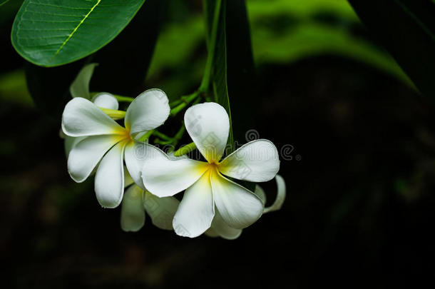靠近，白色的李子树上的李子树，弗兰吉帕尼热带花。