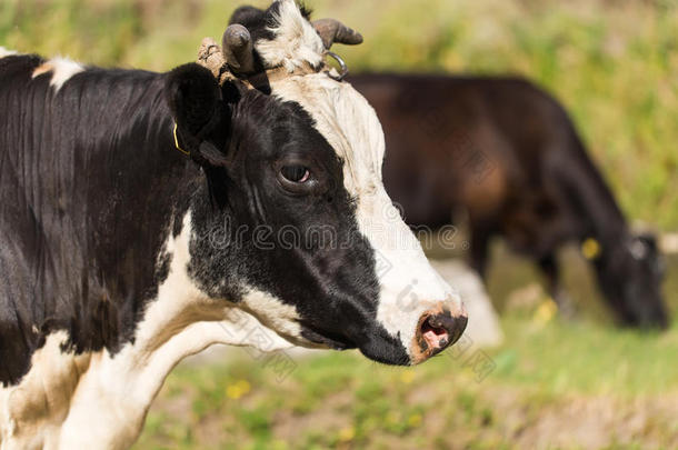 在夏季<strong>牧场</strong>上放牧的<strong>奶牛</strong>。