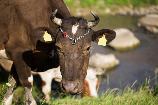 夏天<strong>牧场</strong>上的棕色<strong>奶牛</strong>。