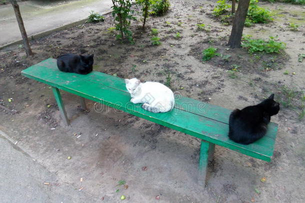 一只<strong>白猫</strong>在绿色长凳上的两只黑猫中间