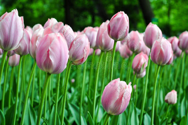美丽的粉红色和白色郁金香。 花园里的粉红色郁金香。