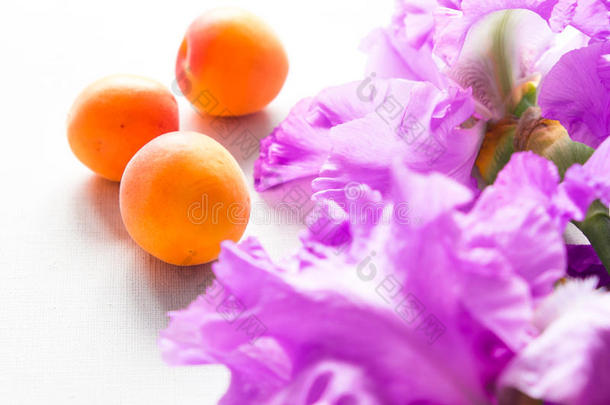 开浅紫色花的杏子