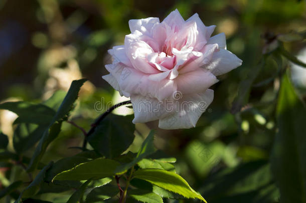 一位小姐塞西尔·布伦纳淡粉色的多曼莎<strong>甜心</strong>玫瑰。