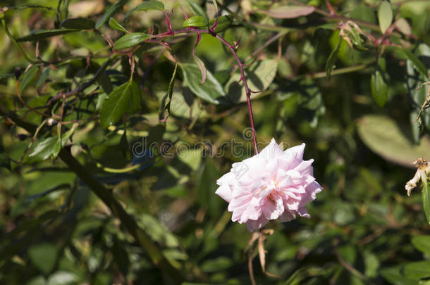 完全吹了，塞西尔·布鲁纳小姐，<strong>淡粉</strong>色的多曼莎甜心玫瑰。