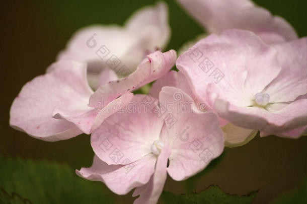 淡粉色绣球花