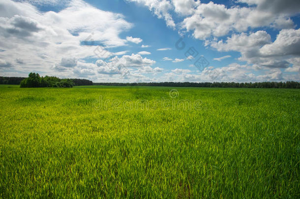 绿色的田野和蓝天。 美丽的绿色田野，蓝天。