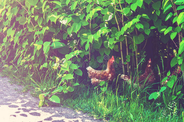 鸡在大自然中自由行走