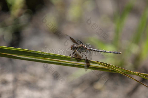 蜻蜓，大柏树国家保护区，佛罗里达