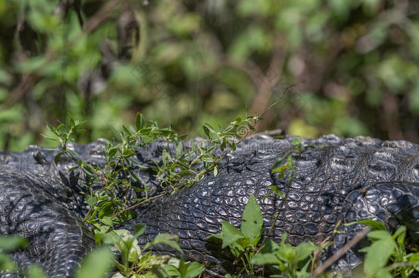 佛罗里达州大柏树国家保护区鳄鱼休息区