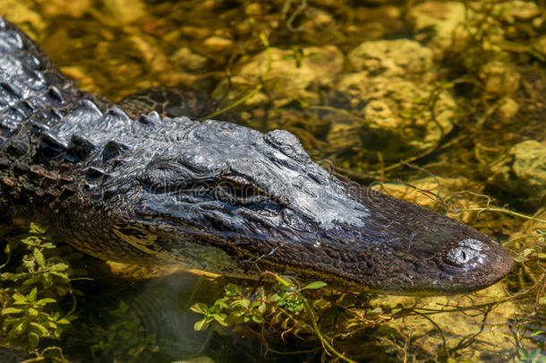 鳄鱼游泳，<strong>大柏树</strong>国家保护区，佛罗里达州