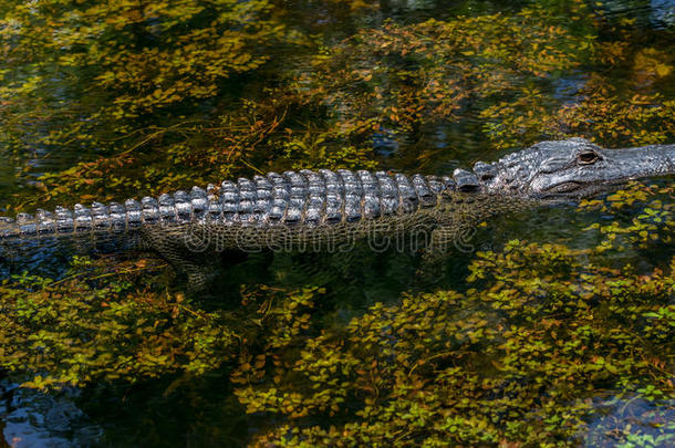 鳄鱼游泳，大柏树国家保护区，佛罗里达州
