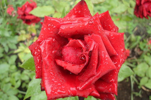 雨天的暗红色玫瑰花