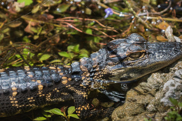 鳄鱼少年，休息，<strong>大柏树</strong>国家保护区，佛罗里达州