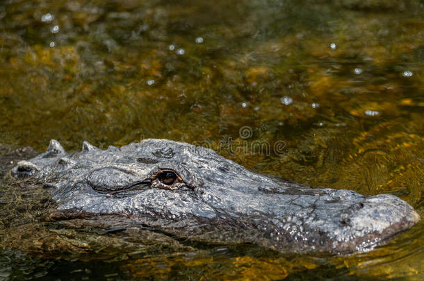 鳄鱼游泳，大柏树国家保护区，佛罗里达州