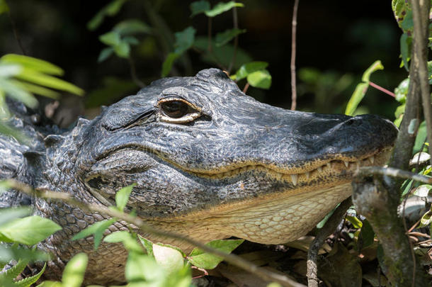 美洲鳄凝视，大柏树国家保护区，佛罗里达州