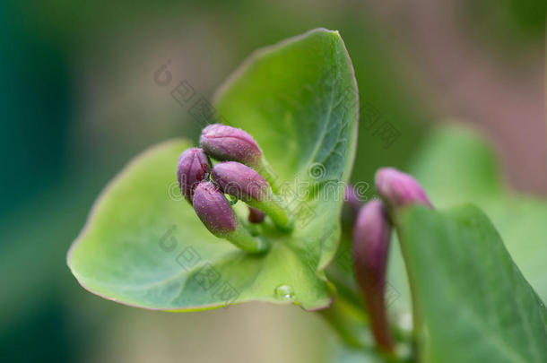 雨后金<strong>银花</strong>的花蕾