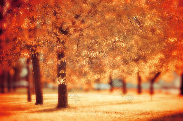 秋季公园在晴朗的天气-秋季景观