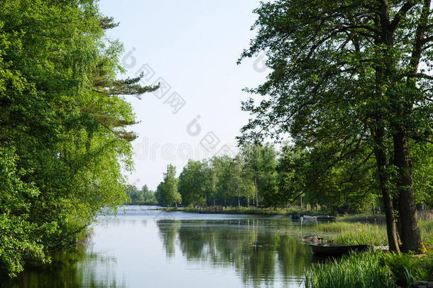 湖边的绿色夏日景色