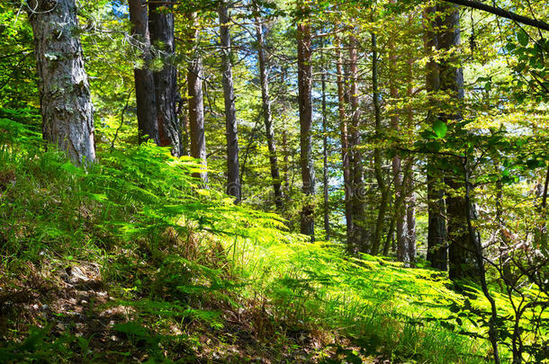 梦幻绿色童话森林与蕨类植物