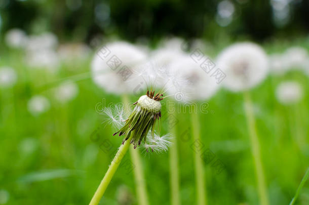 成熟<strong>蒲公英</strong>的特写照片