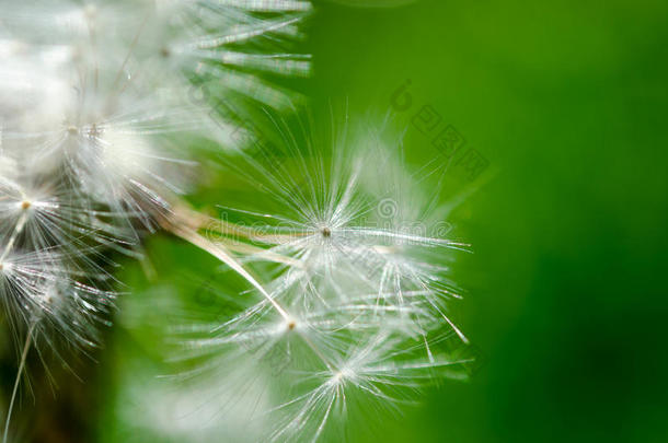 成熟蒲公英的特写照片