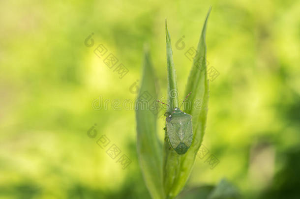 绿<strong>披头士</strong>昆虫宏特写细节