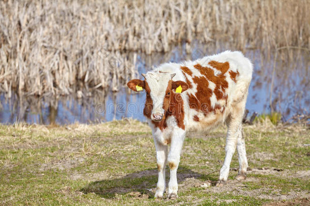 小牛，草上有黄色的耳标。