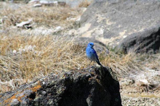 黄石国家公园里的蓝鸟