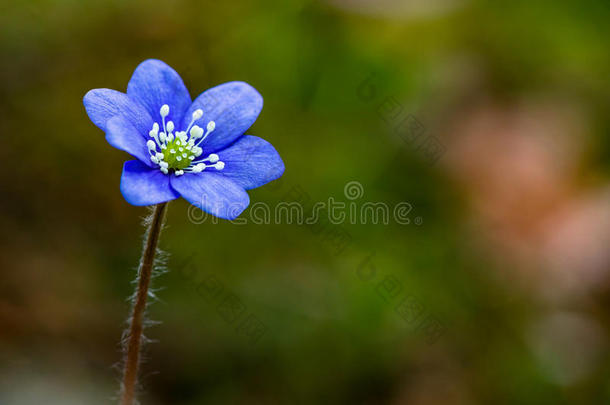 蓝银莲花