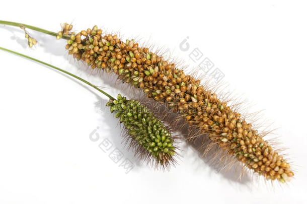 成熟和未成熟的红色小米的耳朵在绿色的茎上