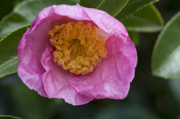 粉红色山茶花