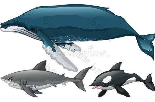不同类型的鲸鱼和鲨鱼