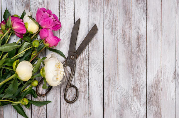 花束白色和粉红色牡丹花和老式剪刀在白色油漆木木板上。 上面的风景。