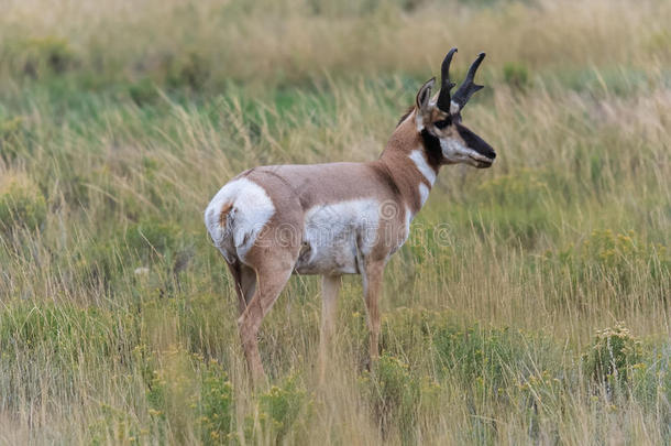 美国黄石国家公园的小鹿