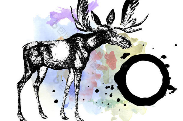 鹿，驼鹿水彩画设计模板矢量图像