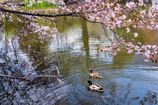 鸭子夫妇和樱花一起游泳