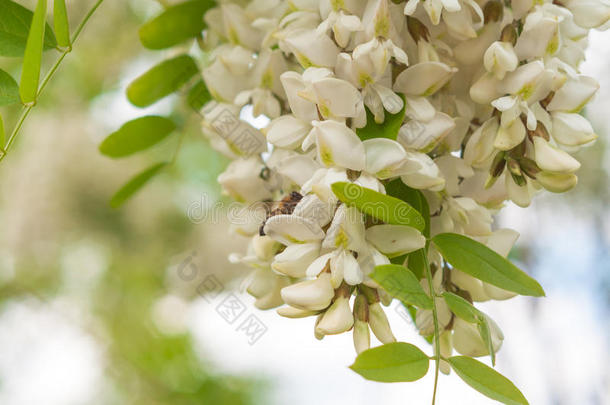 蜜蜂从一<strong>簇簇</strong>芬芳的白色相思花中收集花蜜，这些花有绿叶和柔软的树木背景