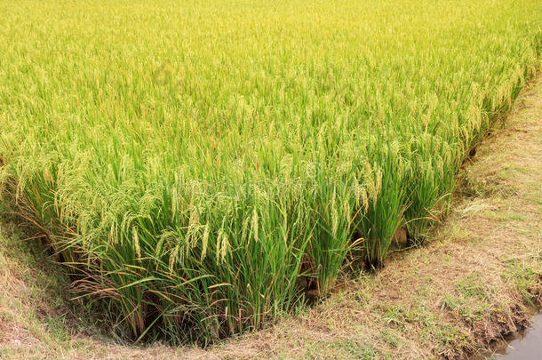 田野里的绿色水稻，水稻背景