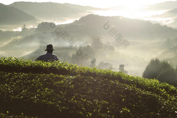 农民茶园马来西亚农业农村概念