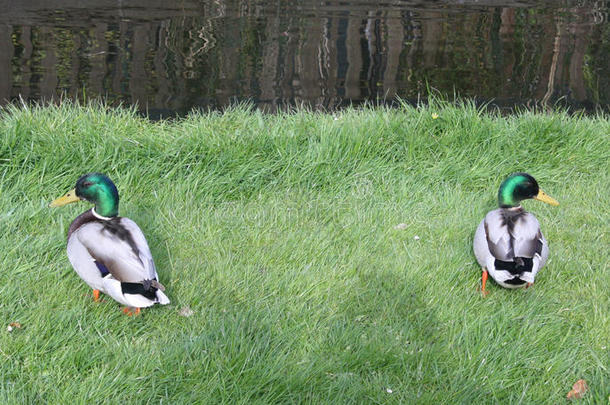 荷兰农村池塘边草地上的两只美丽的鸭子