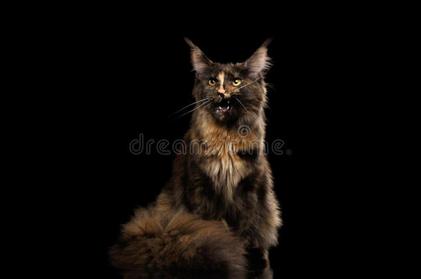 棕色缅因州猫坐着，<strong>喵喵</strong>地叫着孤立的黑色背景