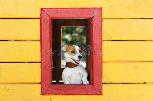 有趣的白色狗看着窗外的黄色玩具房子